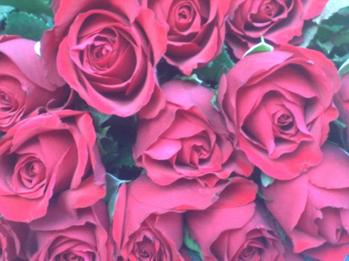 rosor