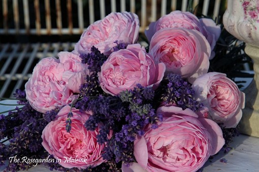 rosor
