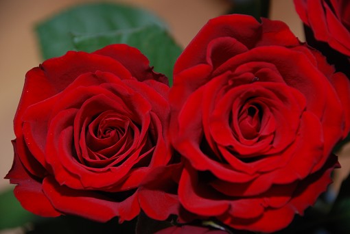 rosor