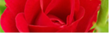 Rosor