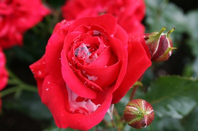 rosen