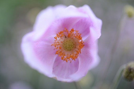 H�stblomma