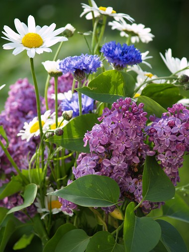 F�rsommarblomster