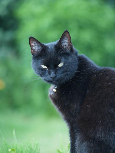Katten Kis