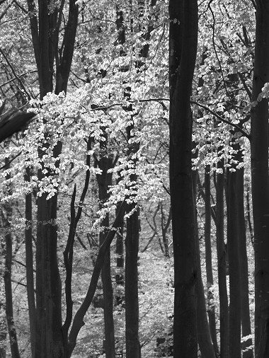 Bobkskogen vid Himmelstorp