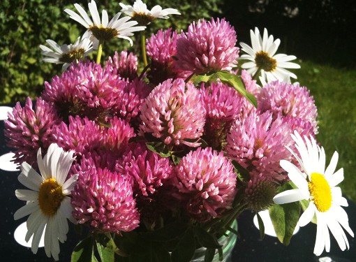 Blomma