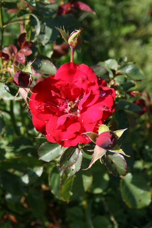 Rosen