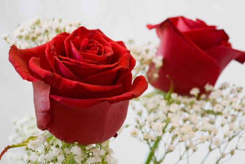 rose