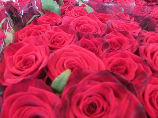 rosor