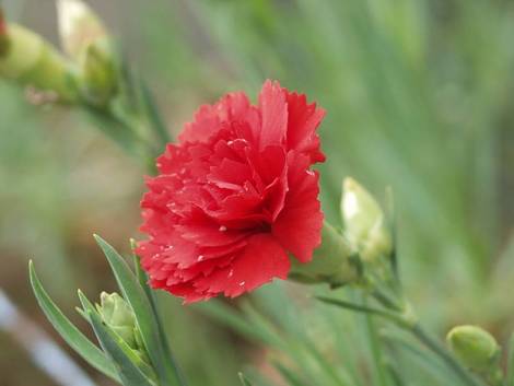 Scarlet Pimpernel